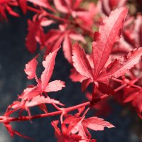 ACER SKEETERS BROOM -MULTI BRANCHED