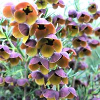 BORONIA MEGASTIGMA