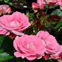 ROSE STD EYE CANDY F