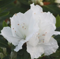 AZALEA ALASKA