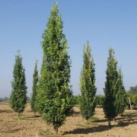 QUERCUS robur FASTIGIATA