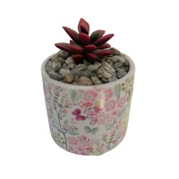 POTTED SUCCULENT VARIETIES