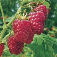 RASPBERRY CLUTHA