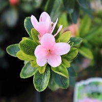 AZALEA PEACH KIRIN