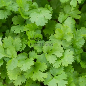 CORIANDER HOME KITCHEN