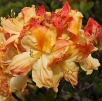 AZALEA BANANA BEAUTY-DECIDUOUS