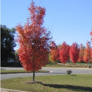 ACER rubrum COLUMNARE