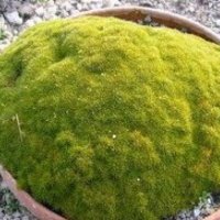 SCLERANTHUS BROCKEII