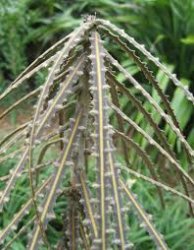 PSEUDOPANAX FEROX (LANCEWOOD)