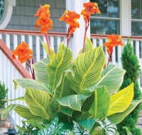 CANNA TROPICANNA GOLD
