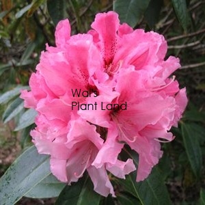 RHODODENDRON ANNA