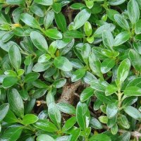 COPROSMA PROSTRATA