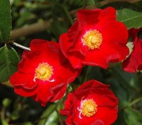ROSE FLOWER CARPET RED