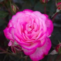 ROSE STD FEELING BETTER