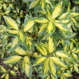 ELAEAGNUS X EBBINGEI LIMELIGHT