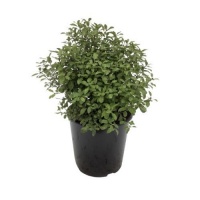 PITTOSPORUM TEN GREEN BALL