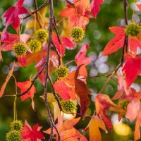 LIQUIDAMBAR STYRACIFLUA