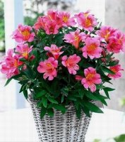 Alstroemerias