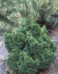 CHAMAECYPARIS OBTUSA KOSTERI