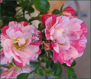 ROSE FLOWER CARPET PINK SPLASH