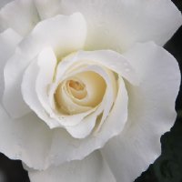 ROSE STD WHITE ROMANCE