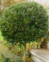 Topiary Standards
