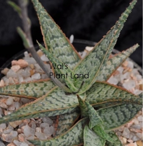 ALOE GOBY