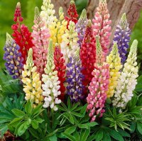 LUPIN GALLERY MIXED