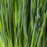 CHIVES