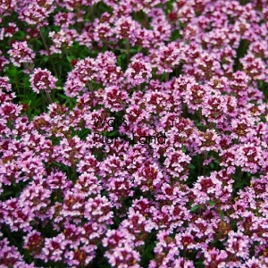 THYME PINK CARPETING HOME GARDEN
