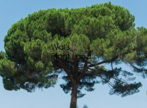PINUS PINEA
