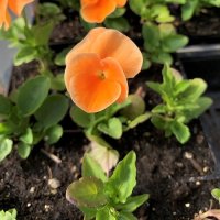 PANSY DELTA ORANGE