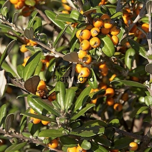 COROKIA YELLOW WONDER