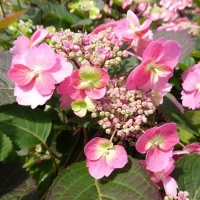HYDRANGEA SUMMER GLOW