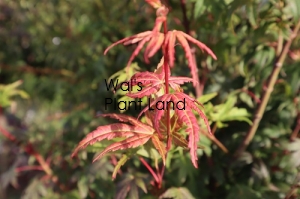 ACER PALAMTUM LIMELIGHT STD90