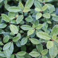 PITTOSPORUM TEN GREEN BALL