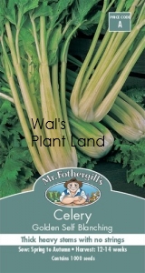 CELERY GOLDEN SELF BLANCHING SEED PACKET