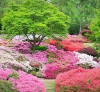 Azaleas