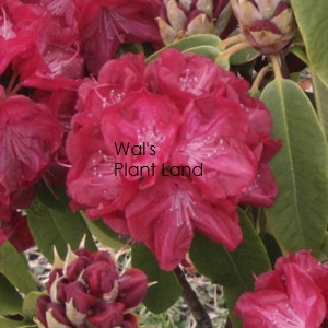 RHODODENDRON LEMS STORMCLOUD