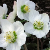 HELLEBORUS N WHITE MAGIC