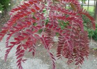 GLEDITSIA RUBY LACE