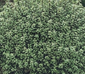 PITTOSPORUM ARGENTEA NANA