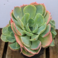 ECHEVERIA HYBRID