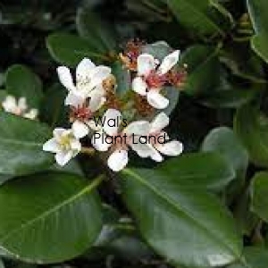 RAPHIOLEPIS UMBELLATA