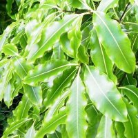 PITTOSPORUM EUGENOIDES MINI GREEN