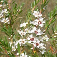 KUNZEA ERICOIDES (KANUKA)