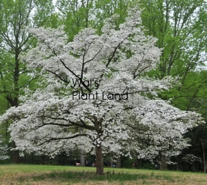 CORNUS CLOUD 9