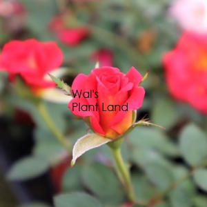 ROSE OLD GLORY (RED)