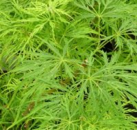 ACER PAL DISS VIRIDIS (1.0)