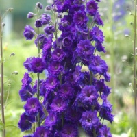 DELPHININIUM PAGAN PURPLE